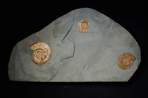 Iridescent multi psiloceras - iridescent, multi-psiloceras