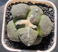 Rara pianta SucculentaLive