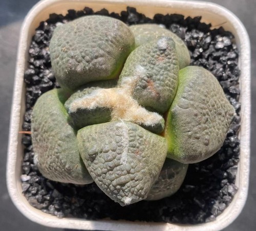 Rara pianta succulentalive - rara,