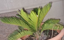 CYCAS REVOLUTA , PALMA CICAS