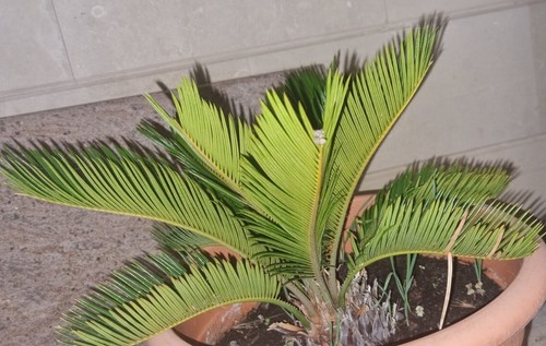 Cycas revoluta palma cicas - cycas,