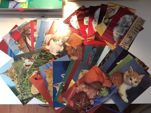 Bellissime cartoline con gatti - bellissime,