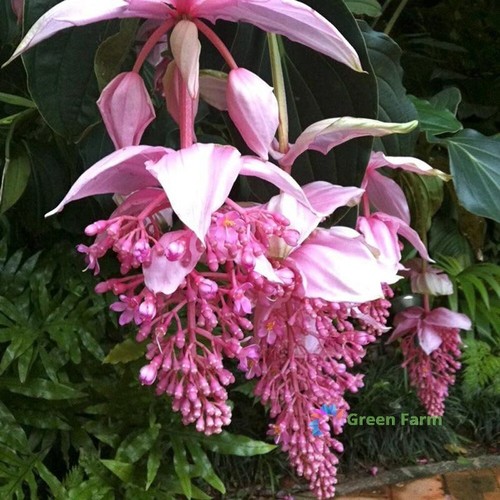 100 semi medinilla magnifica - 100,