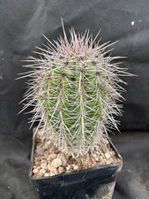 CARNEGIEA GIGANTEA - VIVAIO IL GIARDINO DI MAYA- CACTUS 57