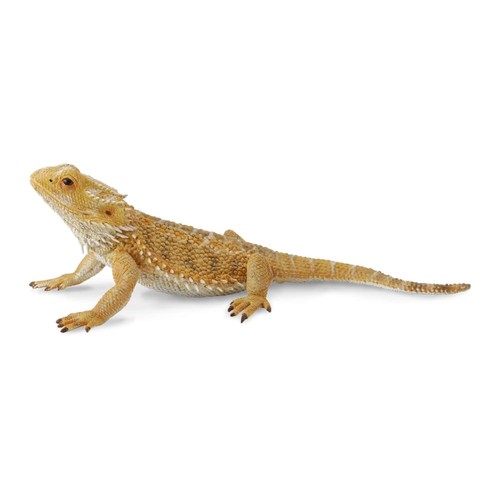 Collecta lucertola drago - lucertola,