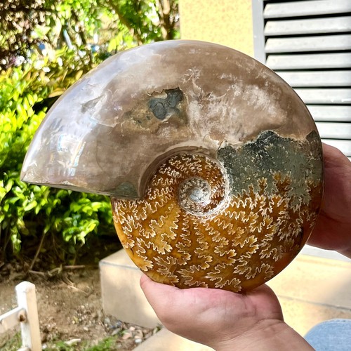 Esemplare fossile ammonite - esemplare, di