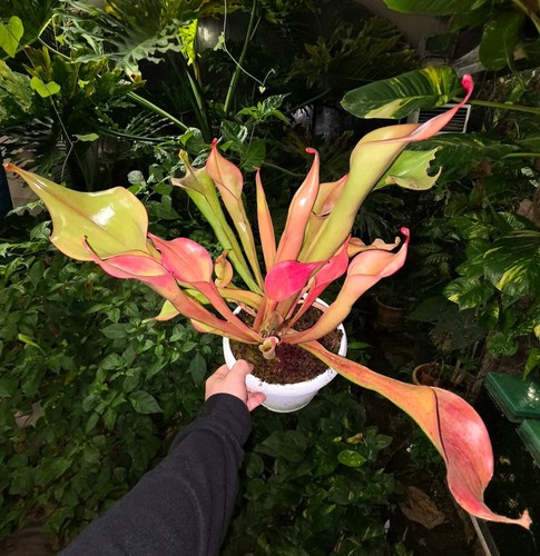 Heliamphora godzilla medium - heliamphora,