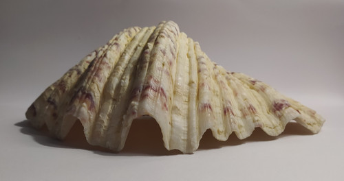 Conchiglia tridacna hippopus - conchiglia,