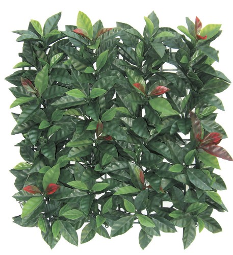 Verdelook sempreverde plast - verdelook,