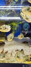 Dwarf Pea Puffer