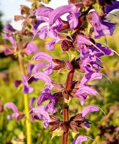 Salvia prato - salvia, da