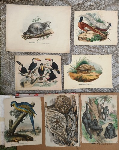 Antiche litografie - 7,