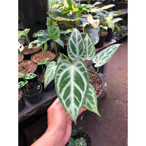 Anthurium silver blush - silver,