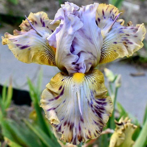 Iris angler fish - iris, fish'