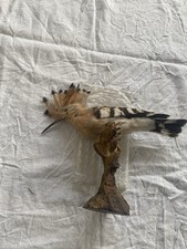 Trofeo In Tassidermia Upupa -chiedere X Prezzo