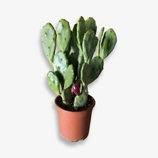 Pianta grassa di Opuntia