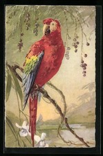 Cartolina artistica Pappagallo su ramo sotto le bacche 