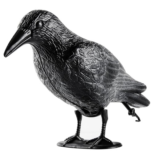 Corvo scaccia piccioni - corvo,