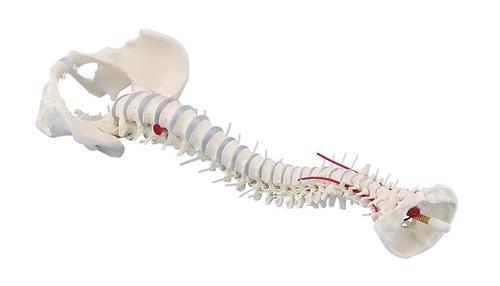 Anatomiche modello colonna - anatomiche,