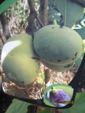 Asimina triloba Allegheny - Banana indiana nobilitata Allegheny Paw Paws