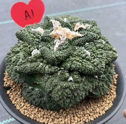 Cactus ariocarpo mobili - 1, pz
