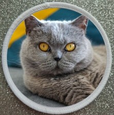 3" British Shorthair Cat Iron