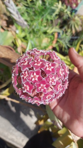 Offerta piante hoya una - offerta,