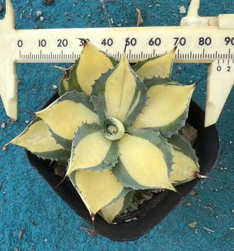 Rara agave potatorum miyake - rara, 'miyake'