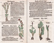 Natterwurz Braunellen Erbe