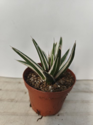 Agave victoriae reginae - reginae, white