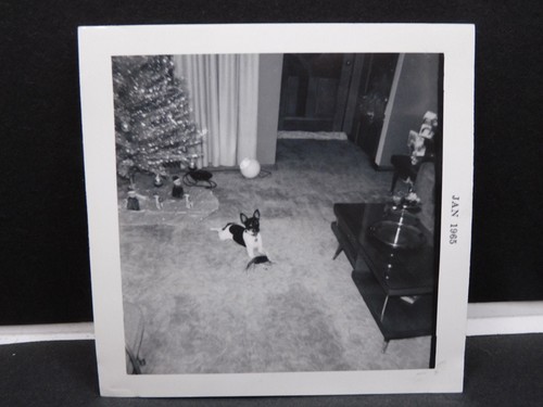 Toy fox terrier - terrier, suo