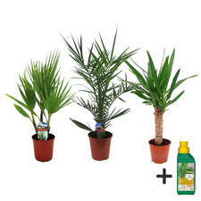 3 Miscela di palme per interni Indoor Palmmix - Pokon 50cm Palma da interno