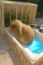 Fieniera Porta Fieno con Lettiera per Coniglio – Mangiatoia in Legno Artigianale