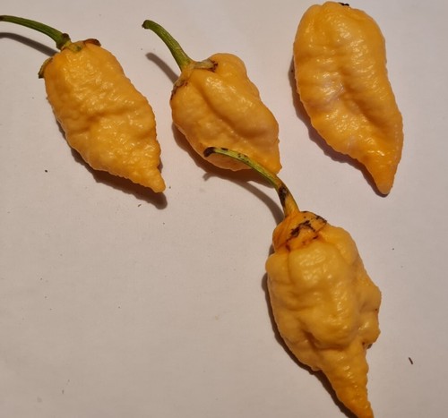 Semi peperoncino bbg7 - 20,