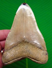 DENTE DI SQUALO MEGALODONTE
