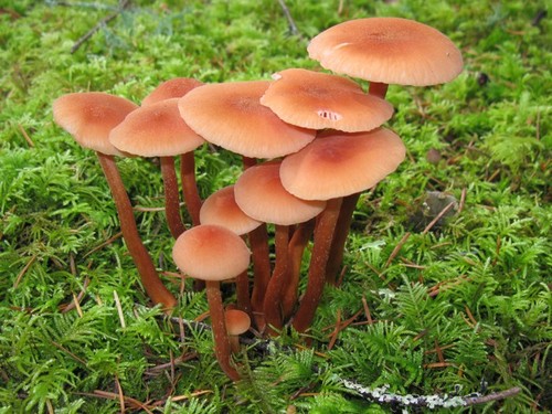 Laccaria laccata ingannatore