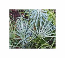 5x Chamaerops humilis var