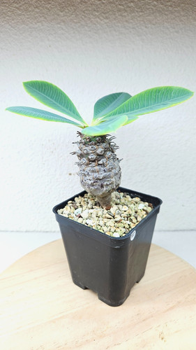 Euphorbia pachypodioides