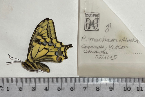 Papilio machaon - papilio,