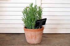 Pianta finta rosmarino