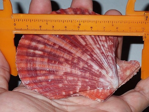 102 huge red mimachlamys - 102,