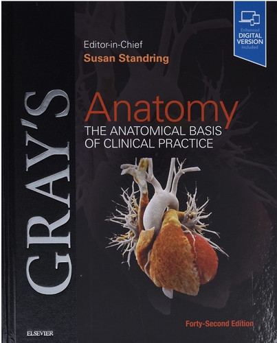Gray anatomy the anatomical - the,