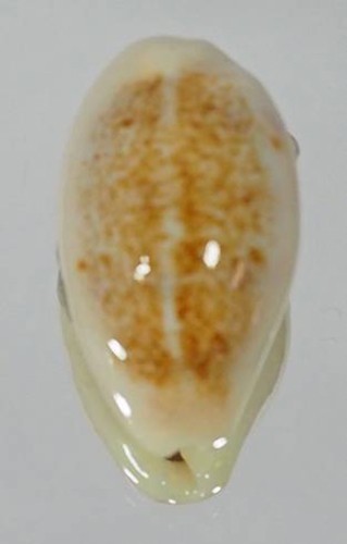 Cypraea pallidula rhinoceros - cypraea,