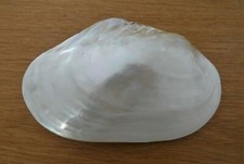 GRANDE CONCHIGLIA " ANADARA "