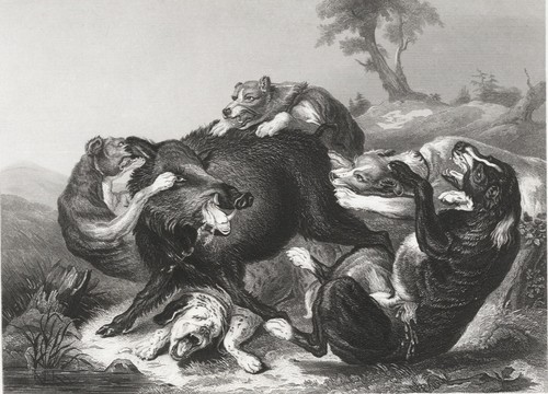 Caccia all orso incisione - caccia,