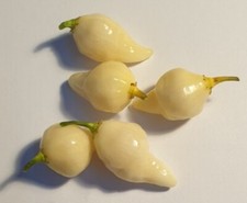 20 semi di Peperoncino