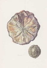 Marcasite Mineral Stampa a