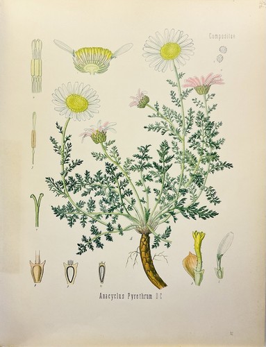 Anacyclus pyrethrum 1886 - anacyclus,