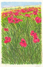 AZZINARI FRANCO - PAPAVERI IN