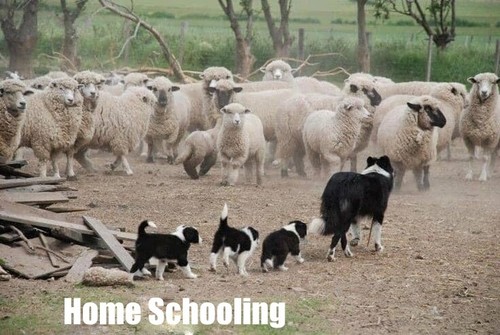 Border collie magnete - border,